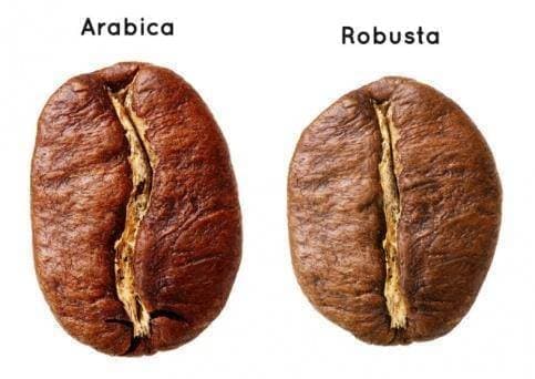 Чем именно арабика отличается от робусты? Чем именно арабика отличается от робусты?